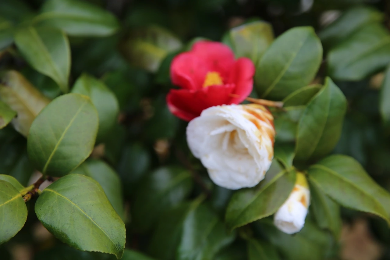 MG0A6743_новый размер.JPG