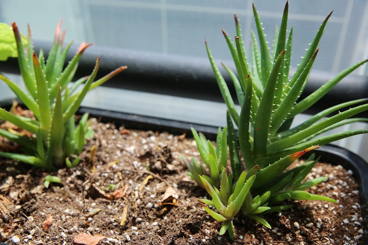 MG0A0415_новый размер.JPG