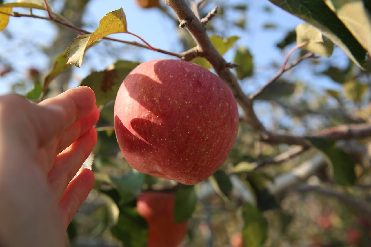 MG0A8363_новый размер.JPG