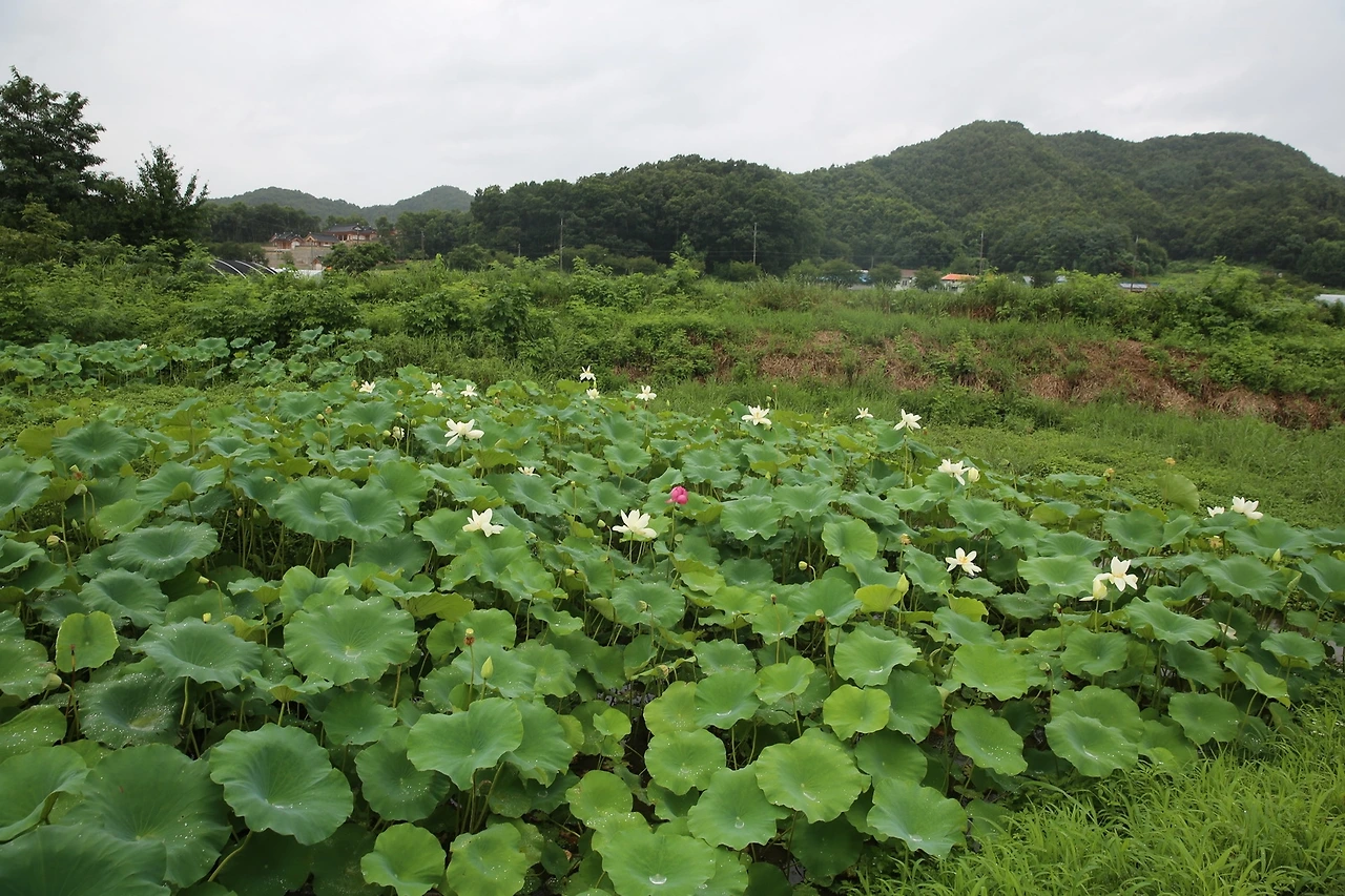 MG0A6017_новый размер.JPG