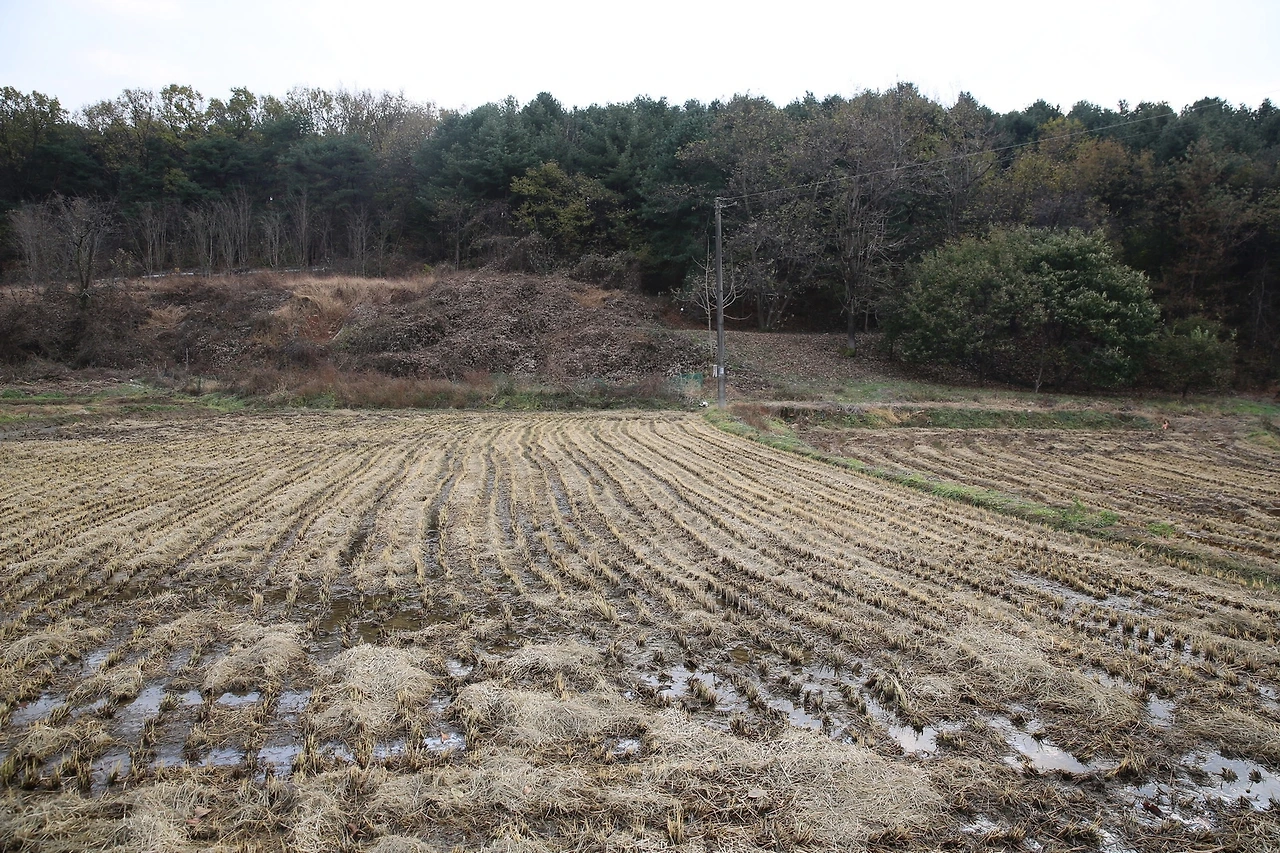 MG0A1240_новый размер.JPG