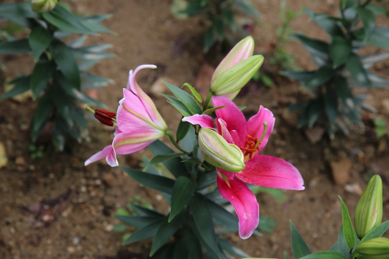 MG0A4011_новый размер.JPG