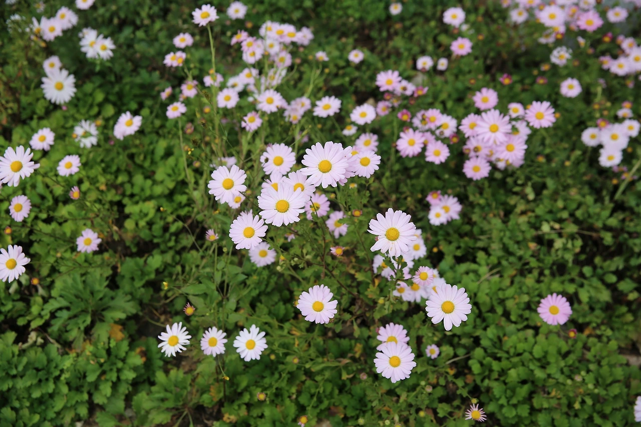 MG0A4757_новый размер.JPG