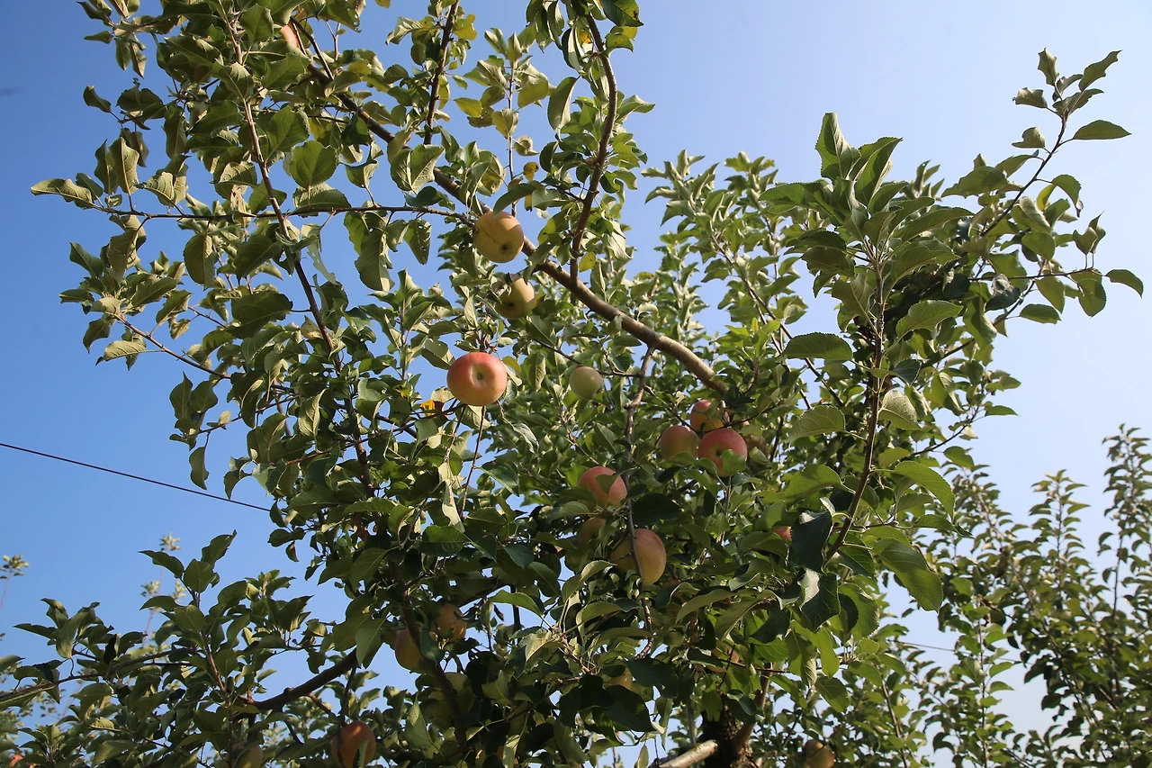 MG0A3666_новый размер.JPG