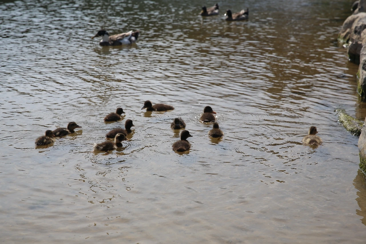 MG0A0482_новый размер.JPG