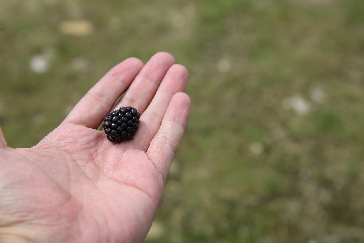 MG0A6671_новый размер.JPG