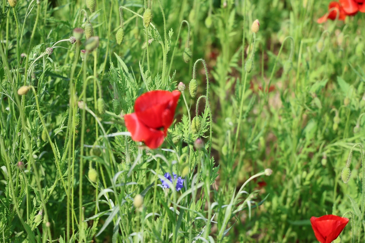 0R5A1527_новый размер.JPG