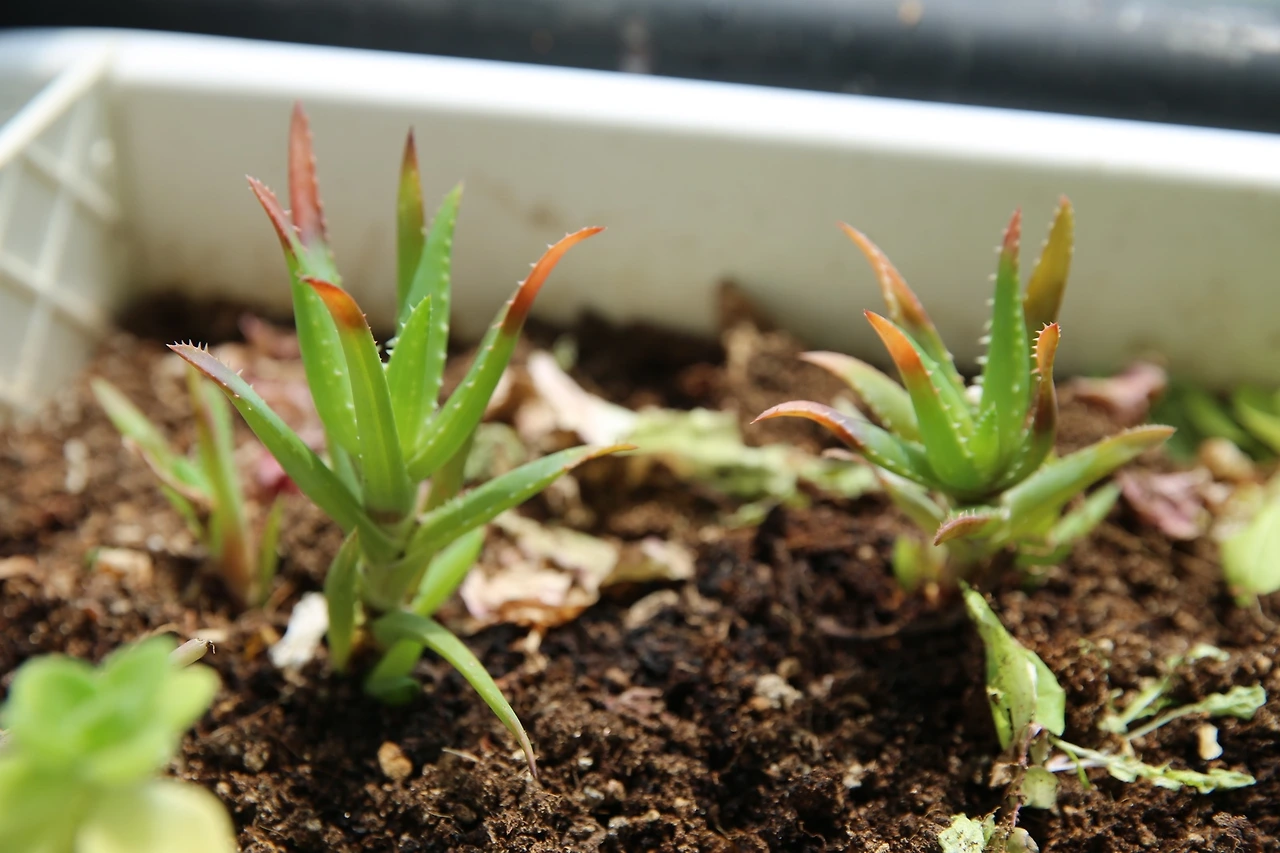 MG0A0416_новый размер.JPG