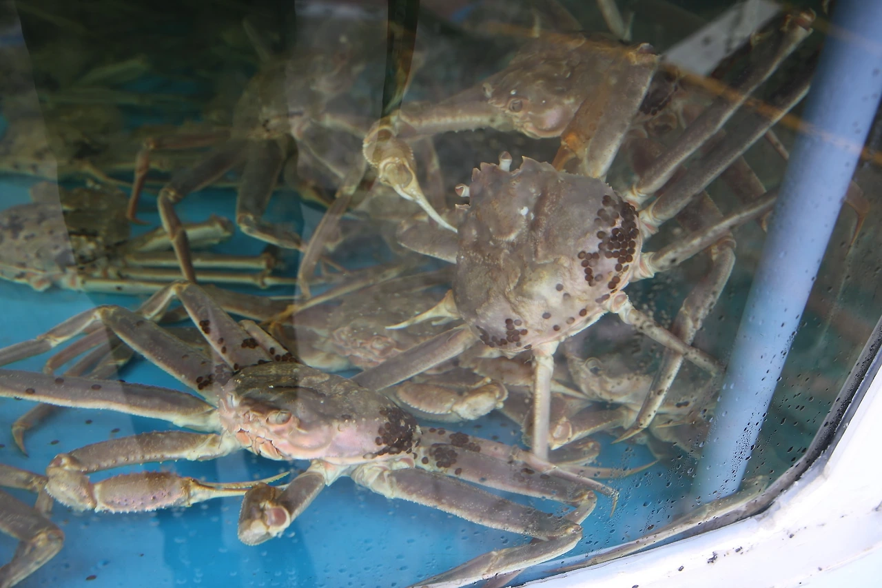 MG0A2598_новый размер.JPG