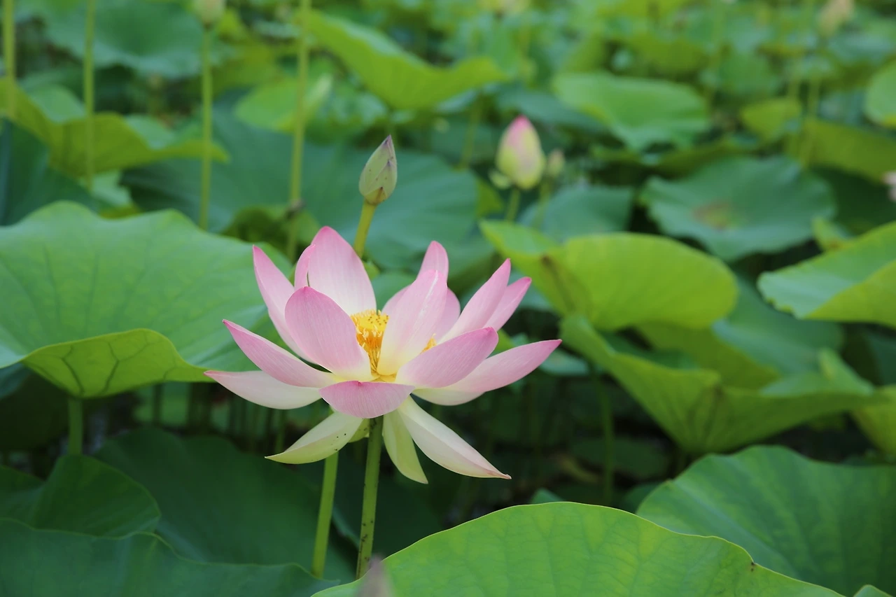 MG0A2720_новый размер.JPG