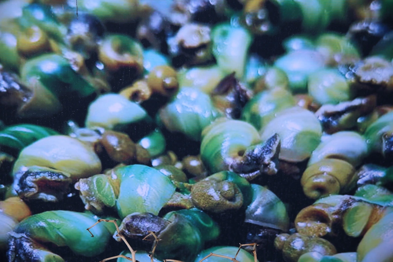 MG0A6001_новый размер.JPG