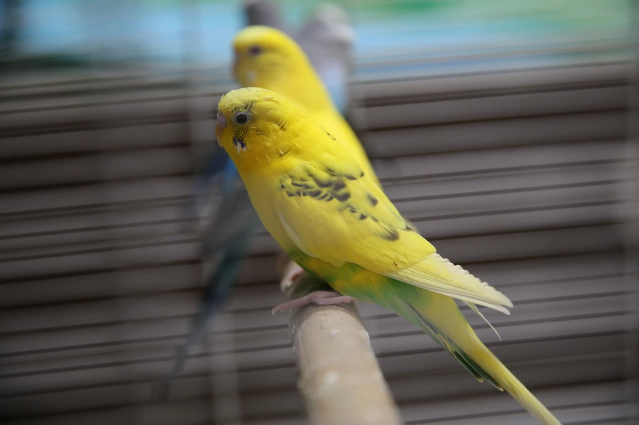 MG0A1129_новый размер.JPG