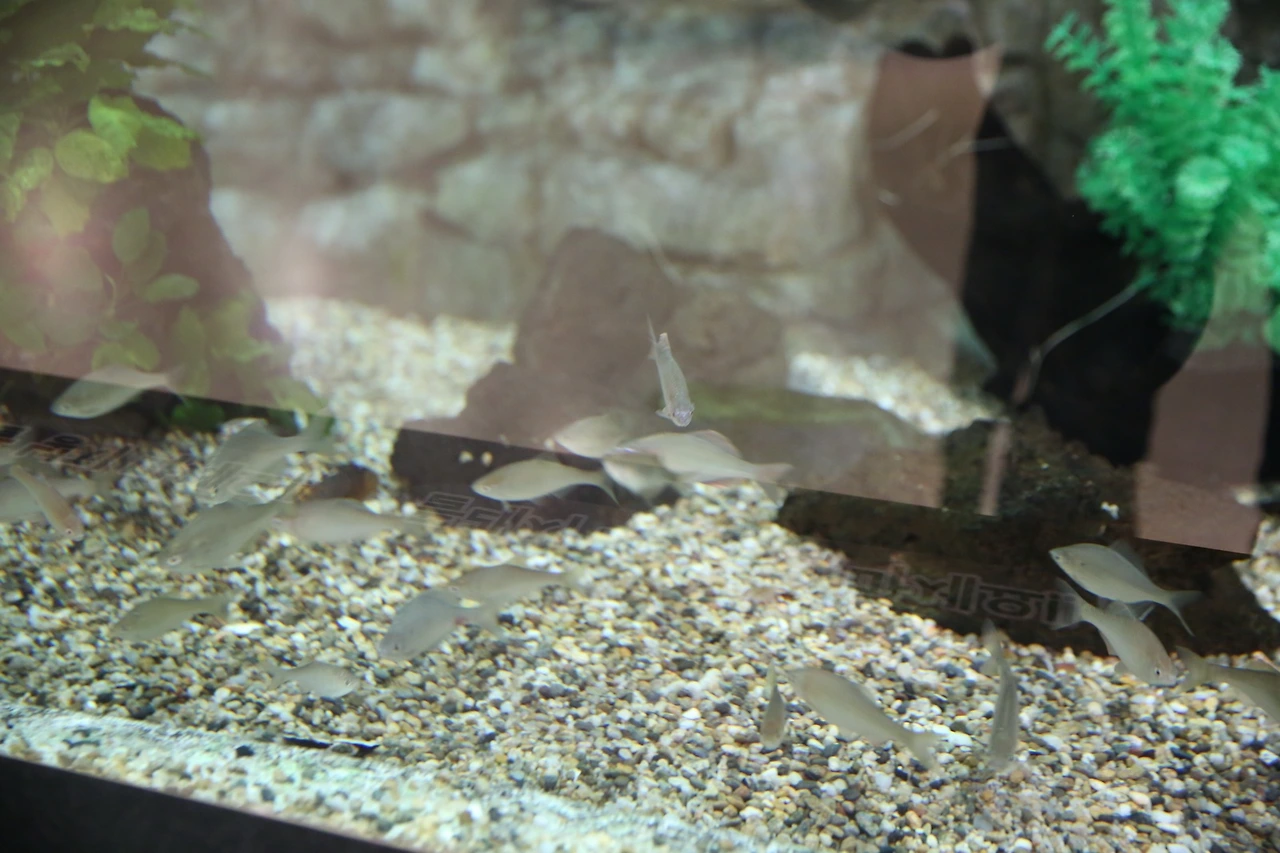 MG0A7723_новый размер.JPG