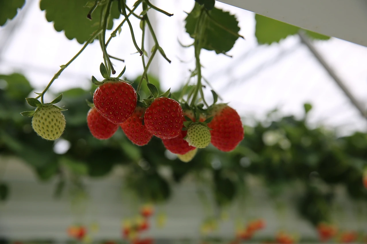 MG0A5295_новый размер.JPG