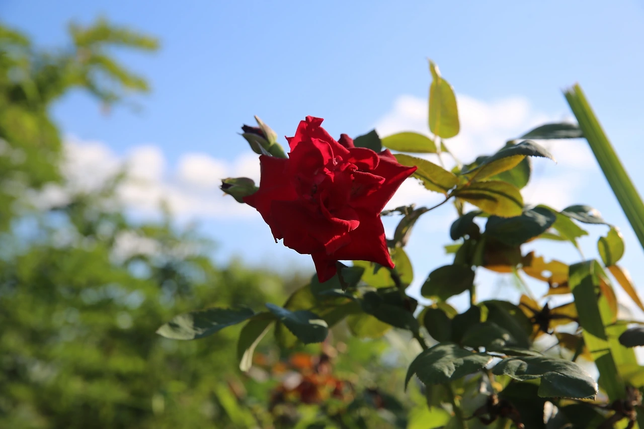 MG0A1981_новый размер.JPG