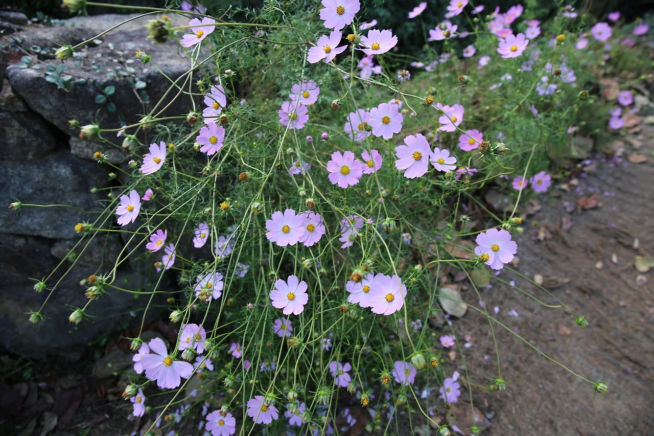 MG0A7981_новый размер.JPG