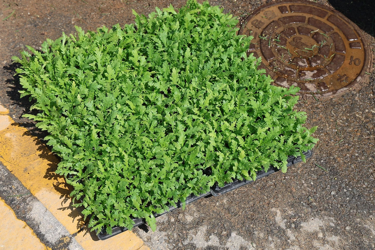 0R5A6411_новый размер.JPG