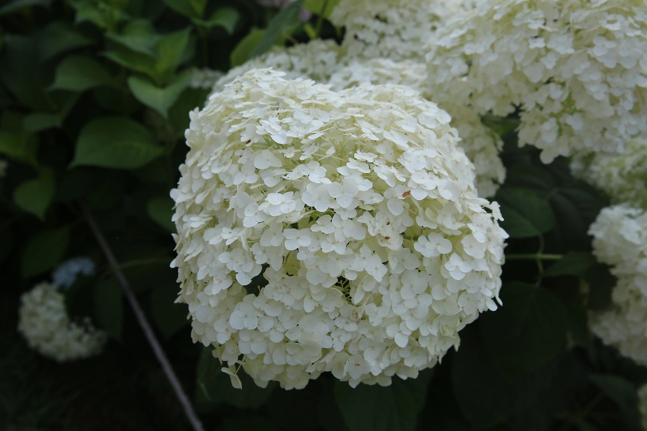 MG0A3112_новый размер.JPG