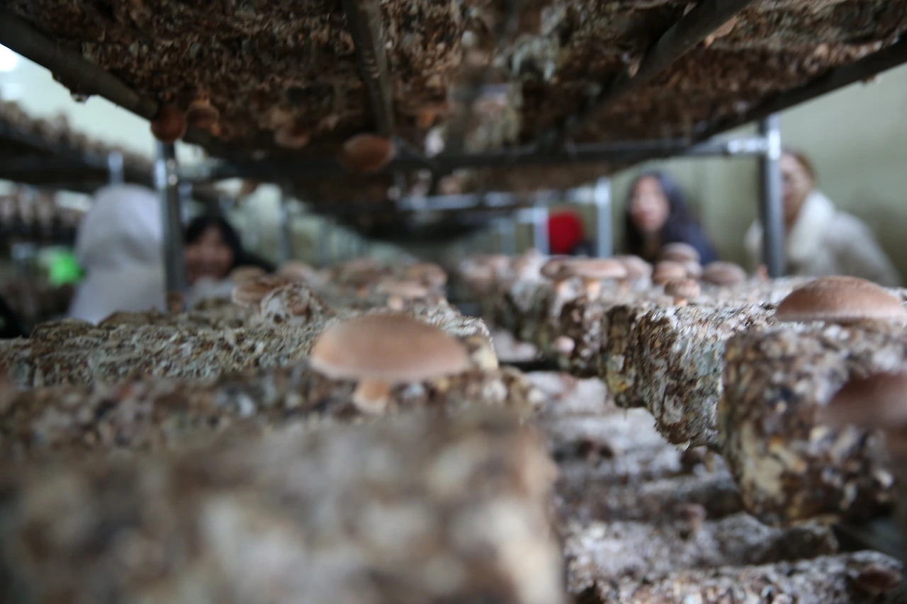 MG0A2913_новый размер.JPG