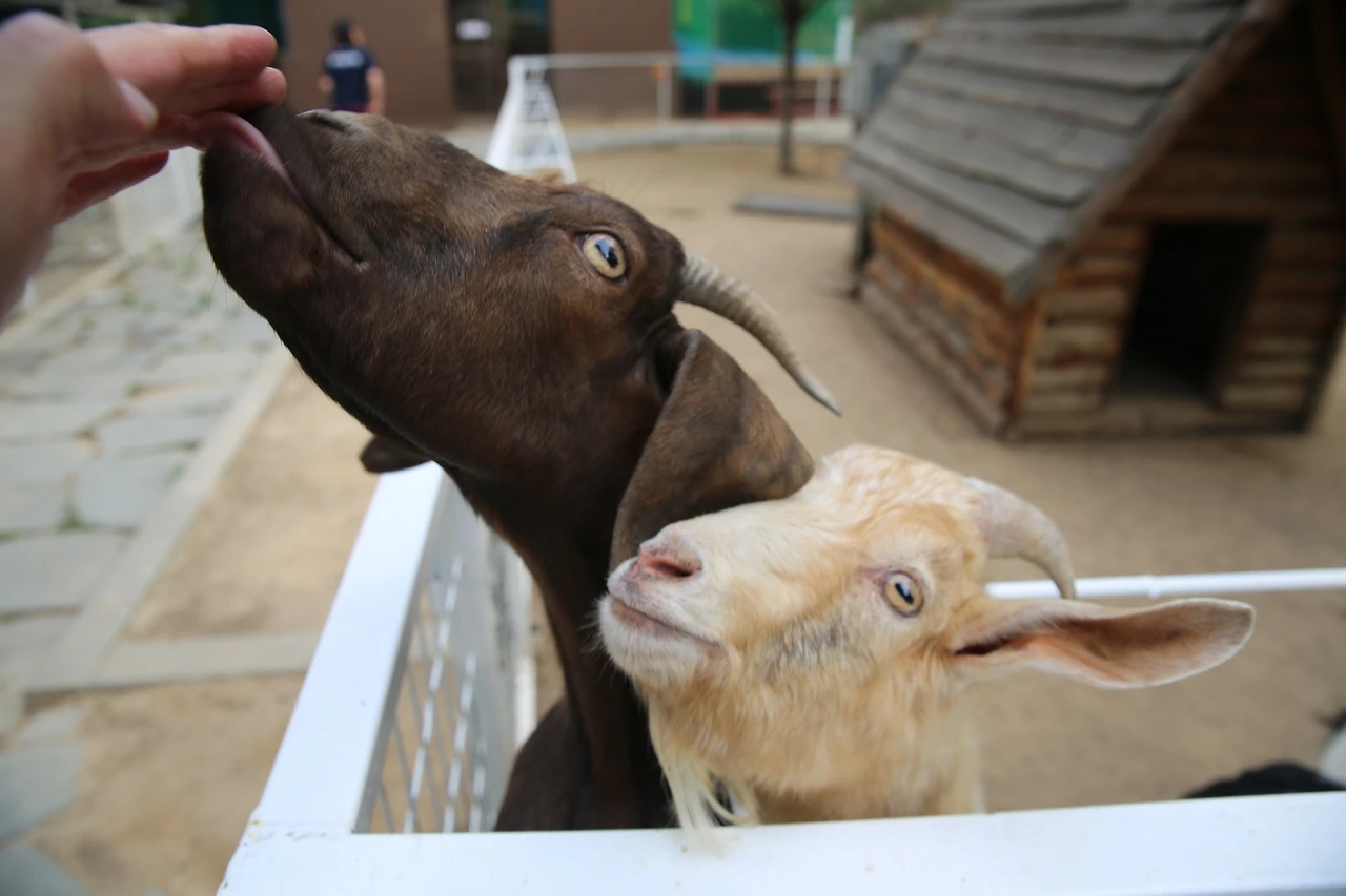 MG0A1102_новый размер.JPG