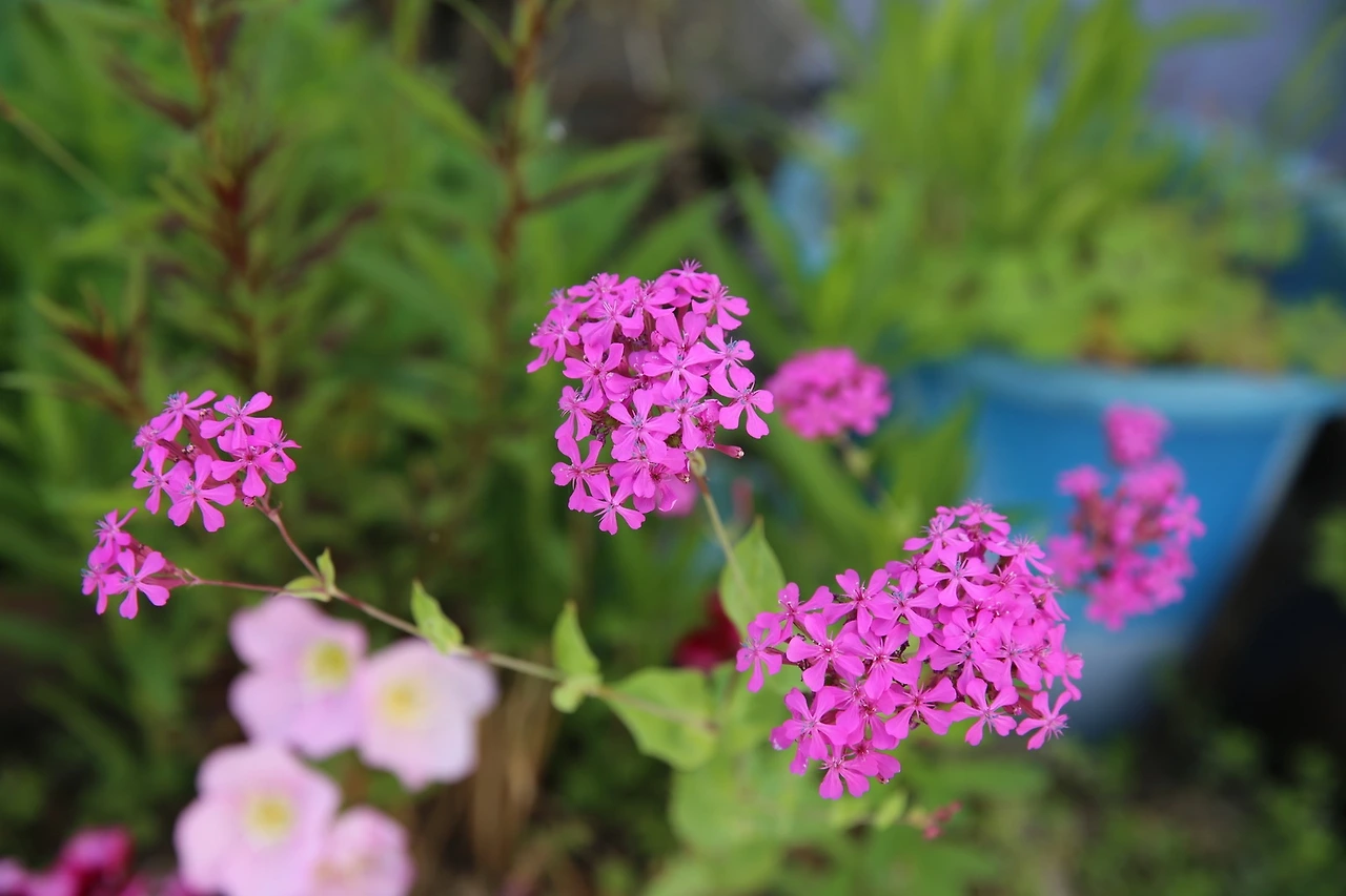 MG0A0153_новый размер.JPG