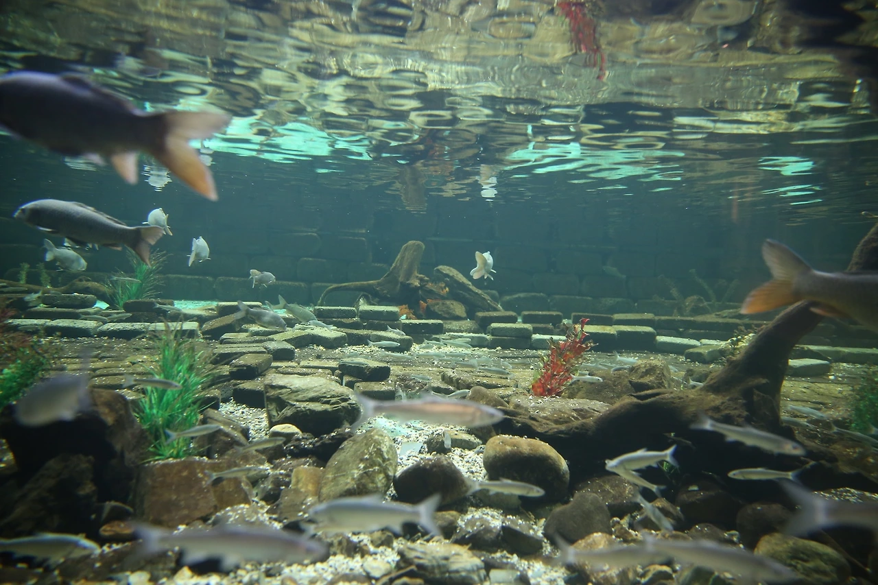 MG0A7746_новый размер.JPG