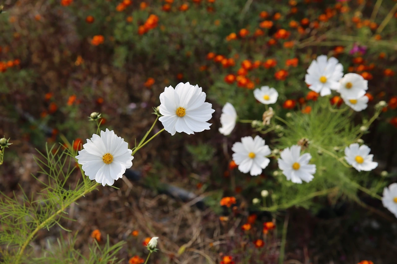 MG0A7352_новый размер.JPG