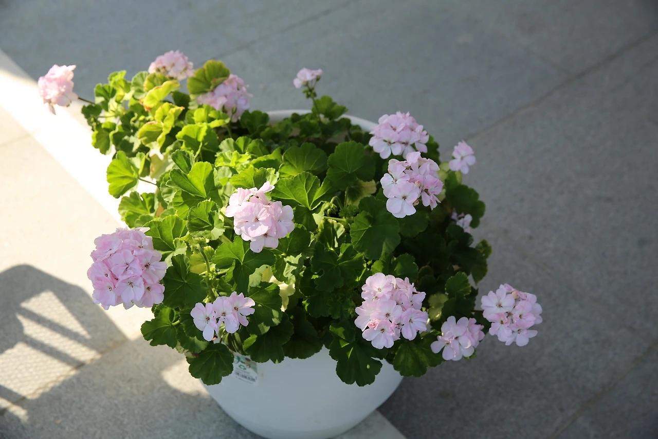 MG0A1567_новый размер.JPG