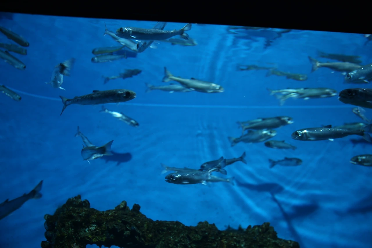 MG0A9694_новый размер.JPG