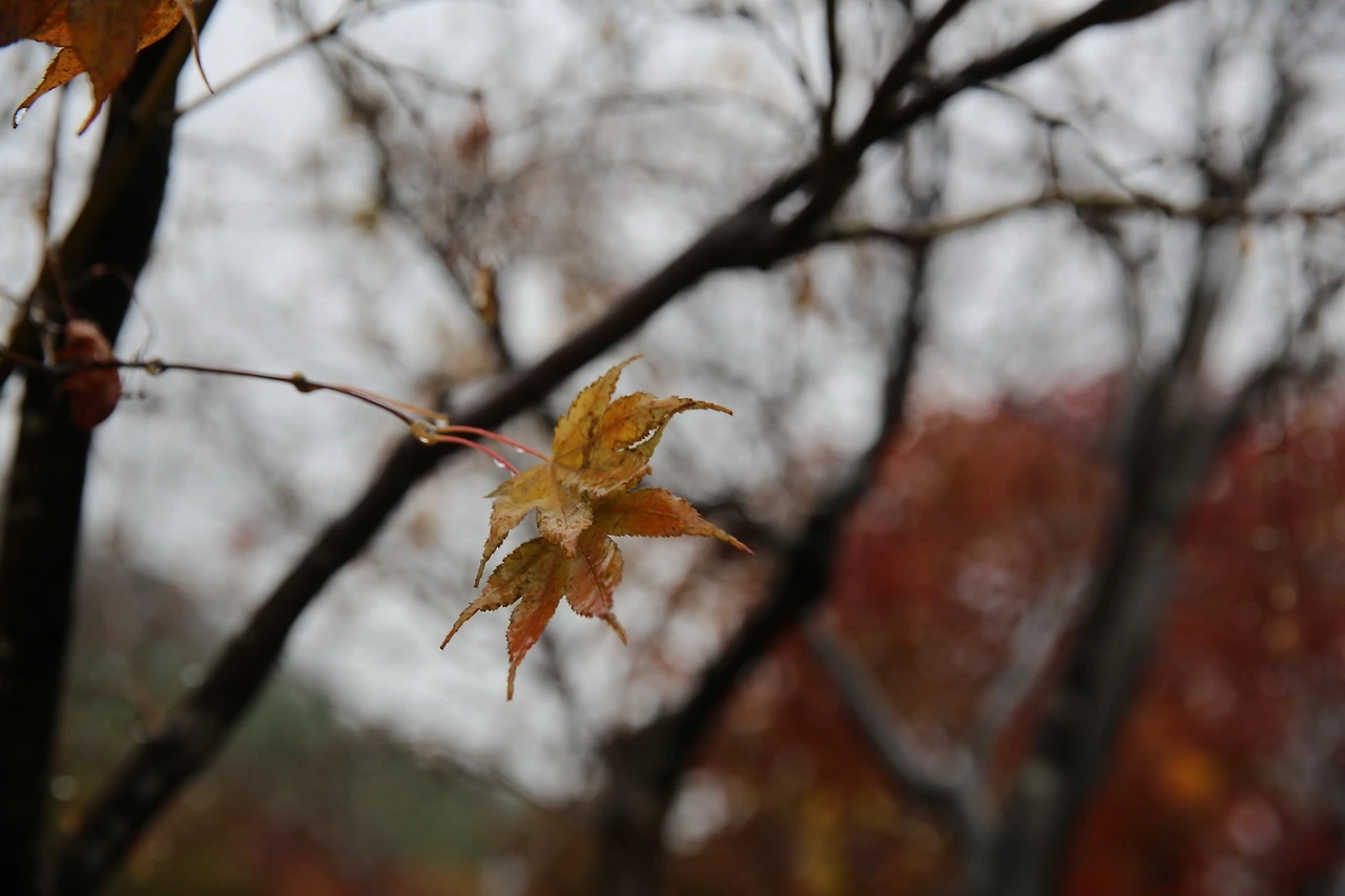 MG0A0927_новый размер.JPG