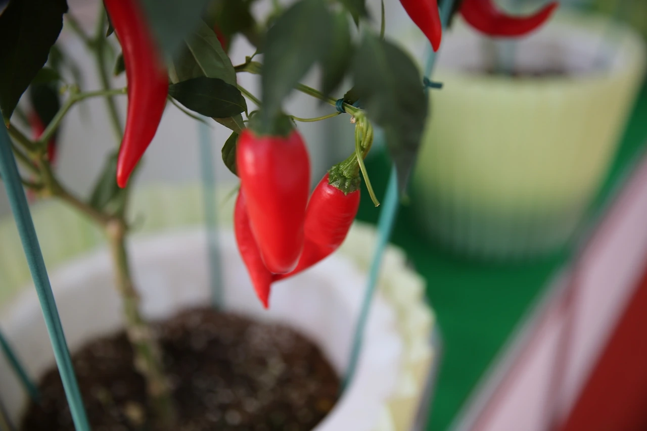 MG0A9307_новый размер.JPG