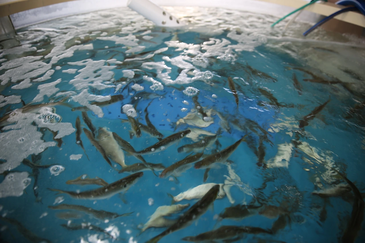 MG0A8845_новый размер.JPG