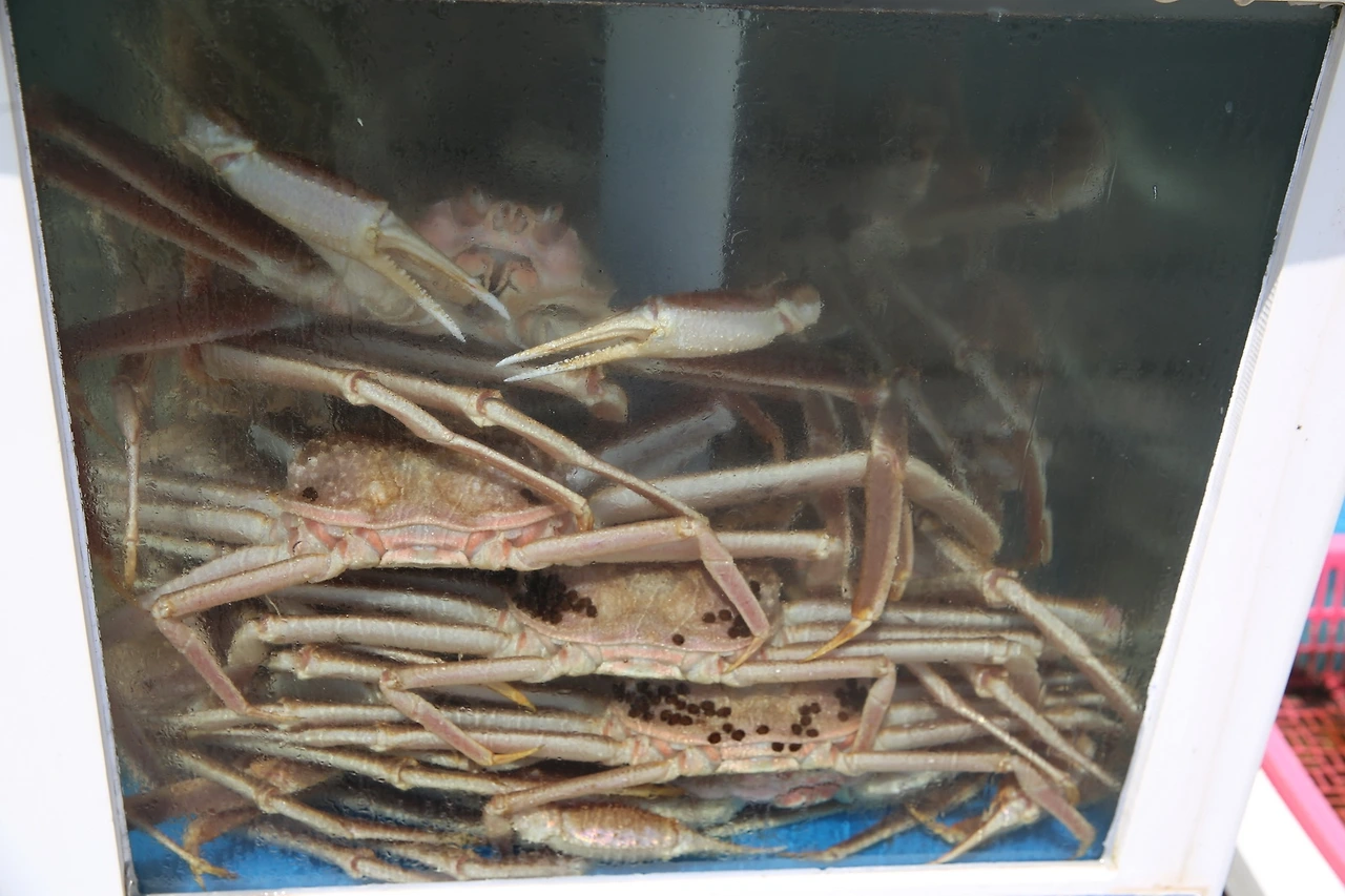 MG0A0236_новый размер.JPG