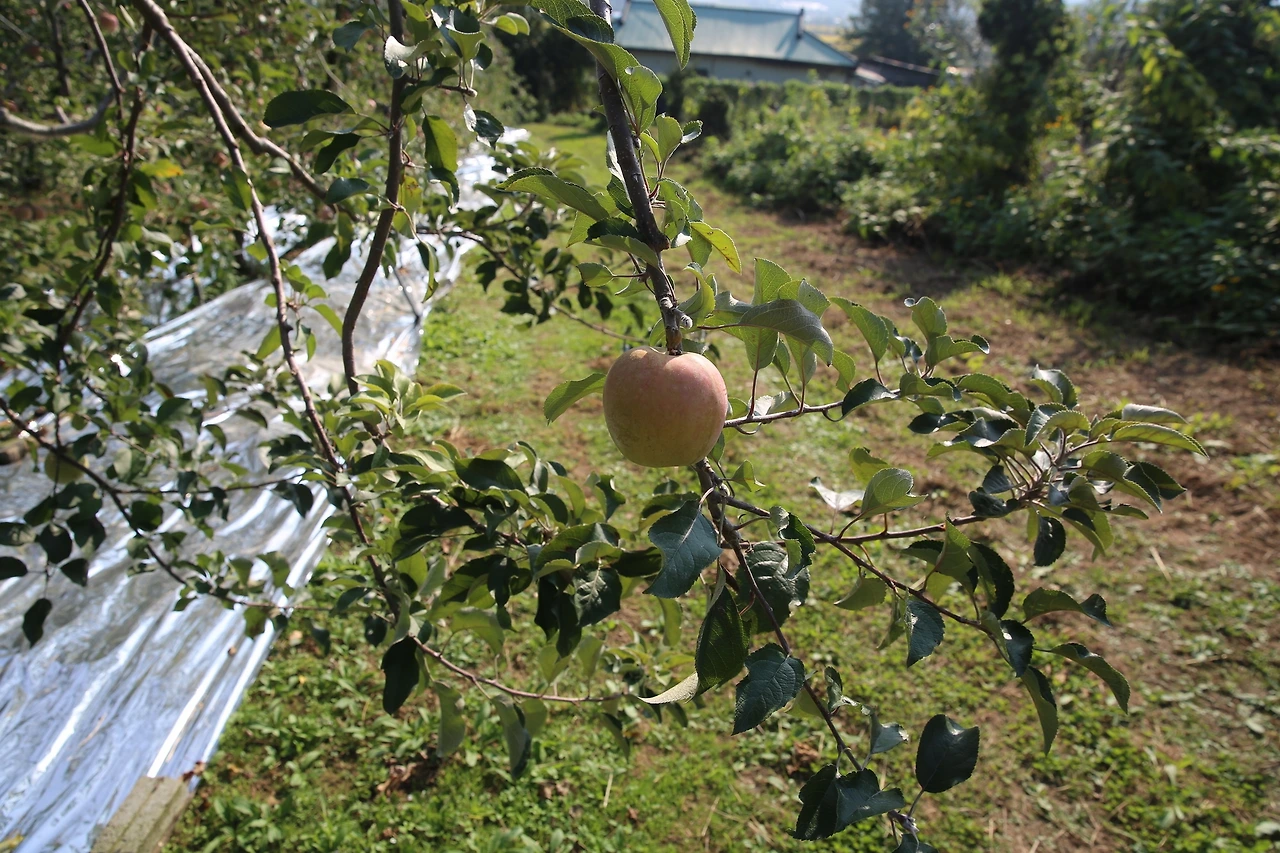 MG0A3667_новый размер.JPG