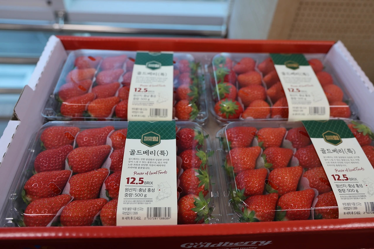 홍성딸기04.JPG