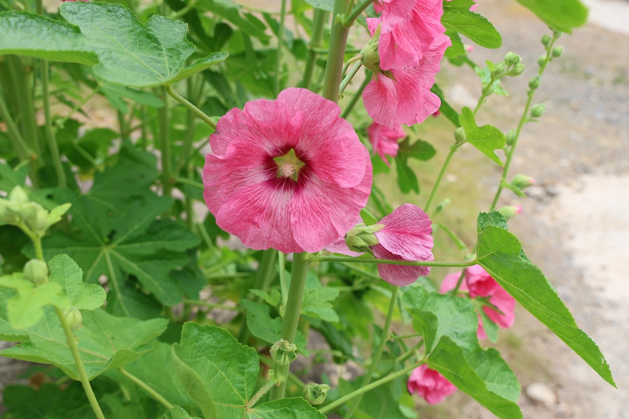 0R5A4347_новый размер.JPG