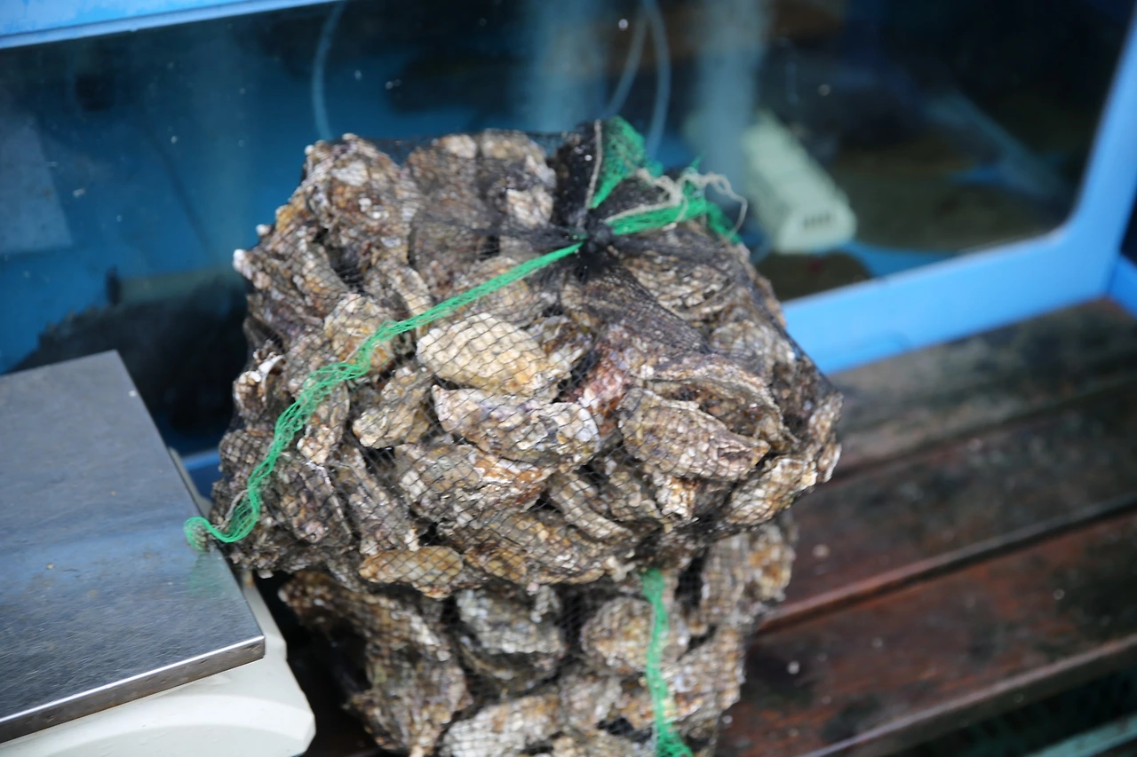 MG0A0875_новый размер.JPG