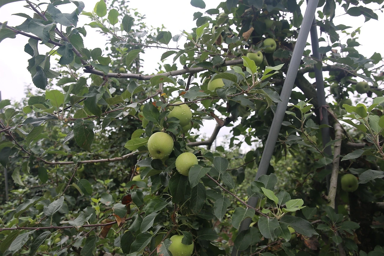 MG0A6434_новый размер.JPG