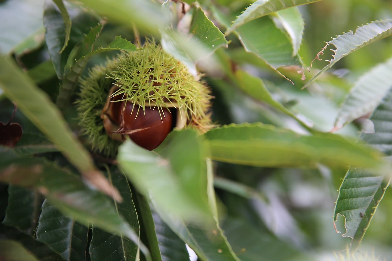 MG0A2584_новый размер.JPG