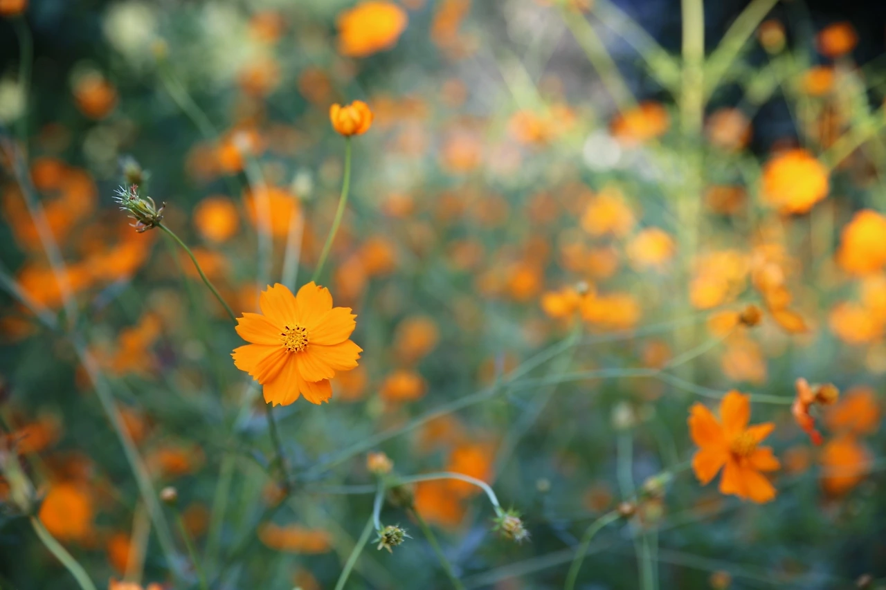 MG0A1373_новый размер.JPG