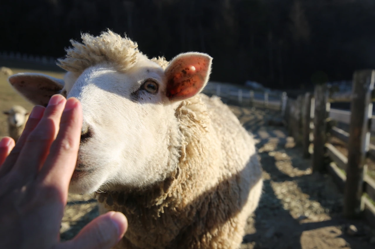 MG0A1748_новый размер.JPG