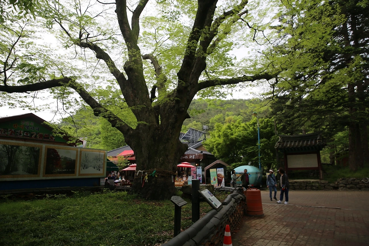 MG0A0572_новый размер.JPG