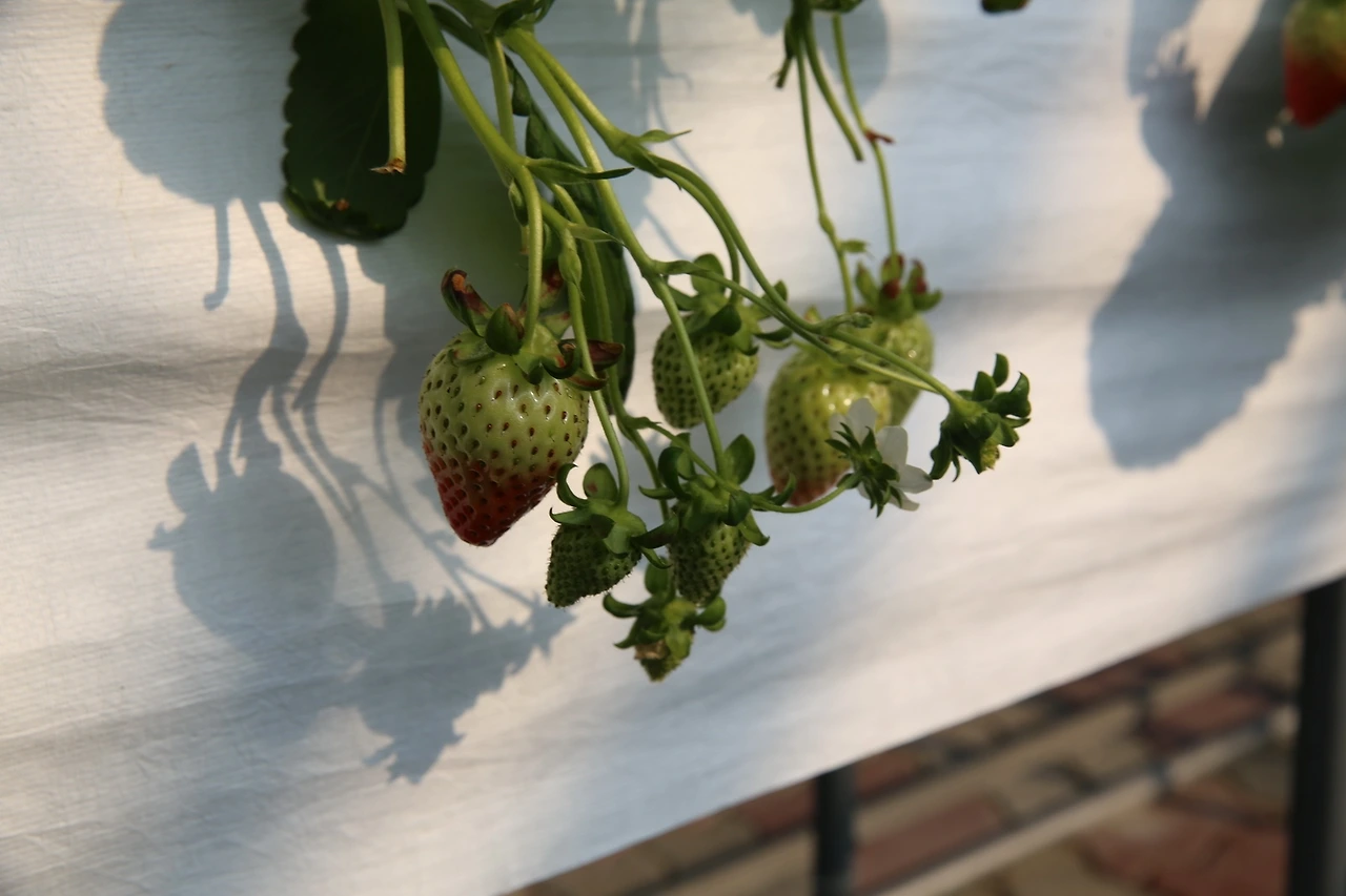 MG0A9436_новый размер.JPG