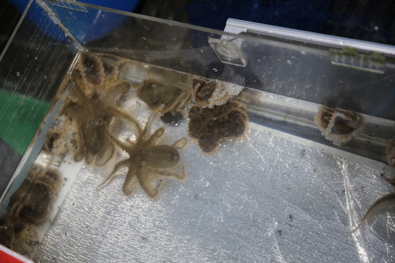 MG0A0729_новый размер.JPG