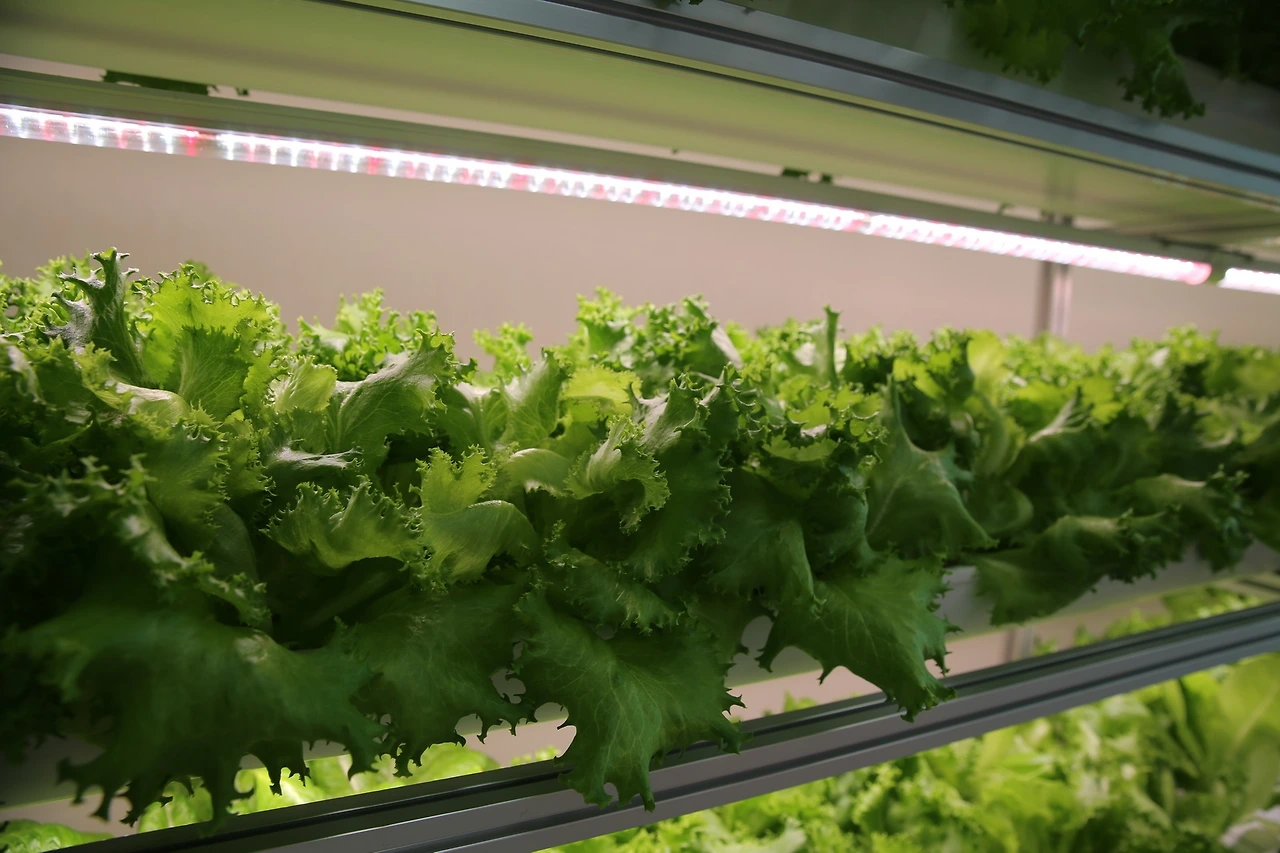 MG0A4208_новый размер.JPG