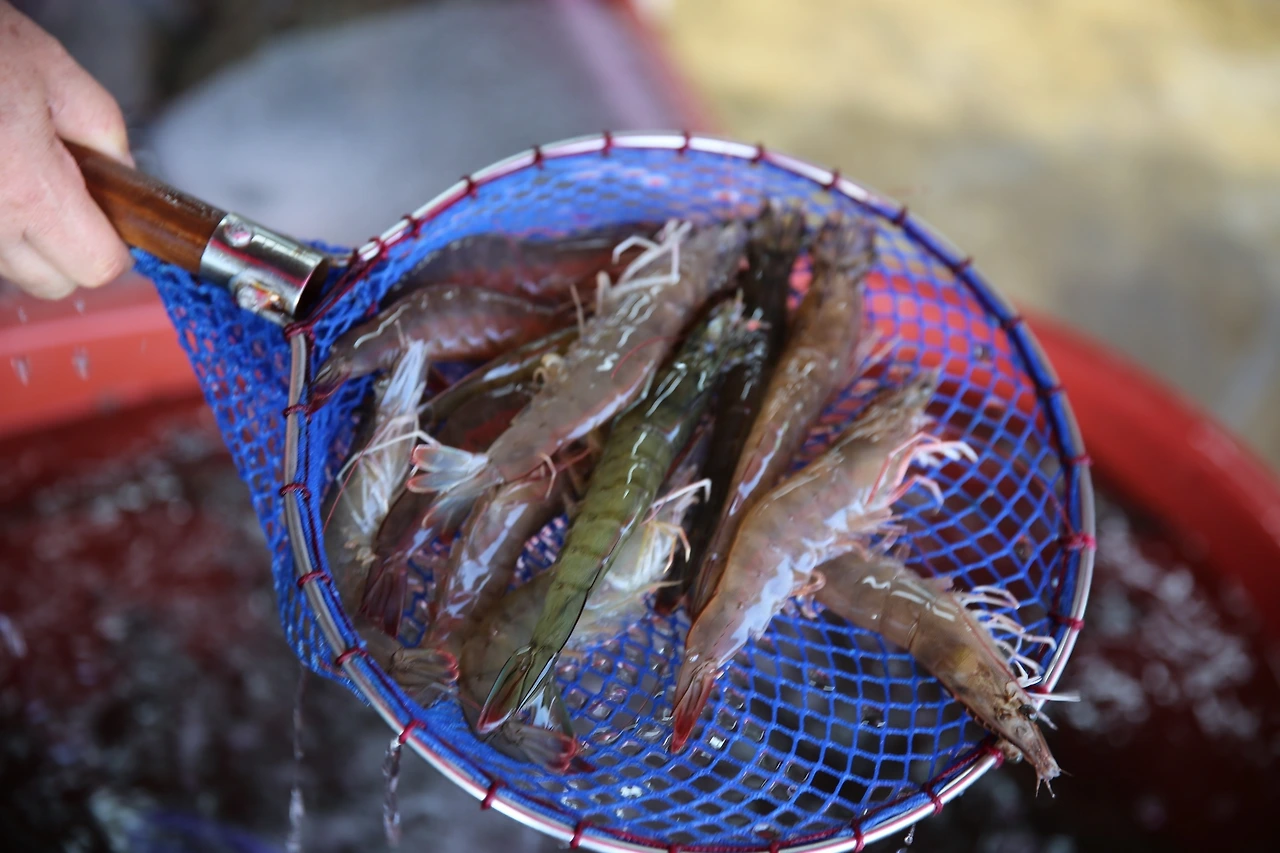 MG0A9355_новый размер.JPG