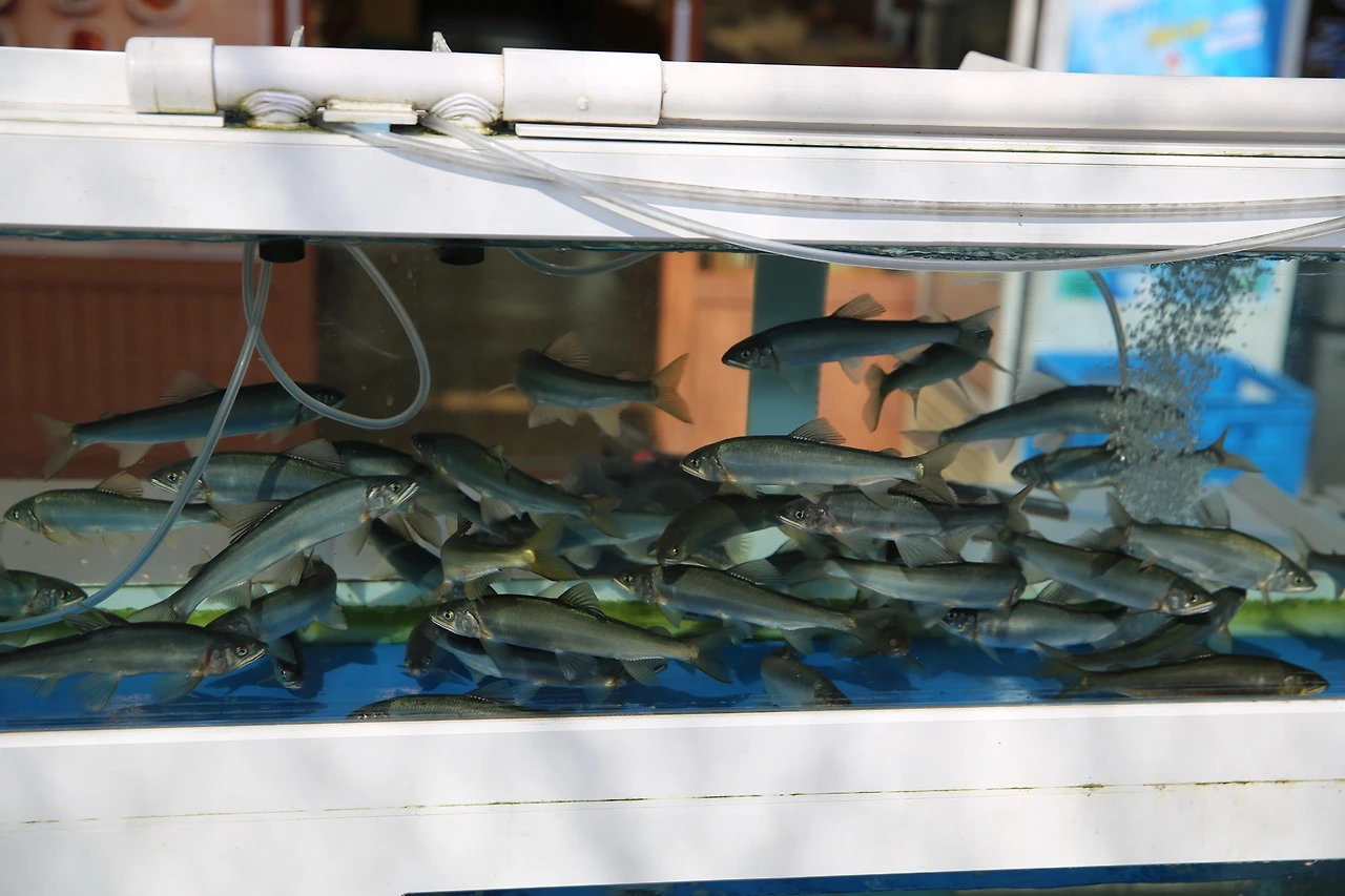 MG0A6170_новый размер.JPG