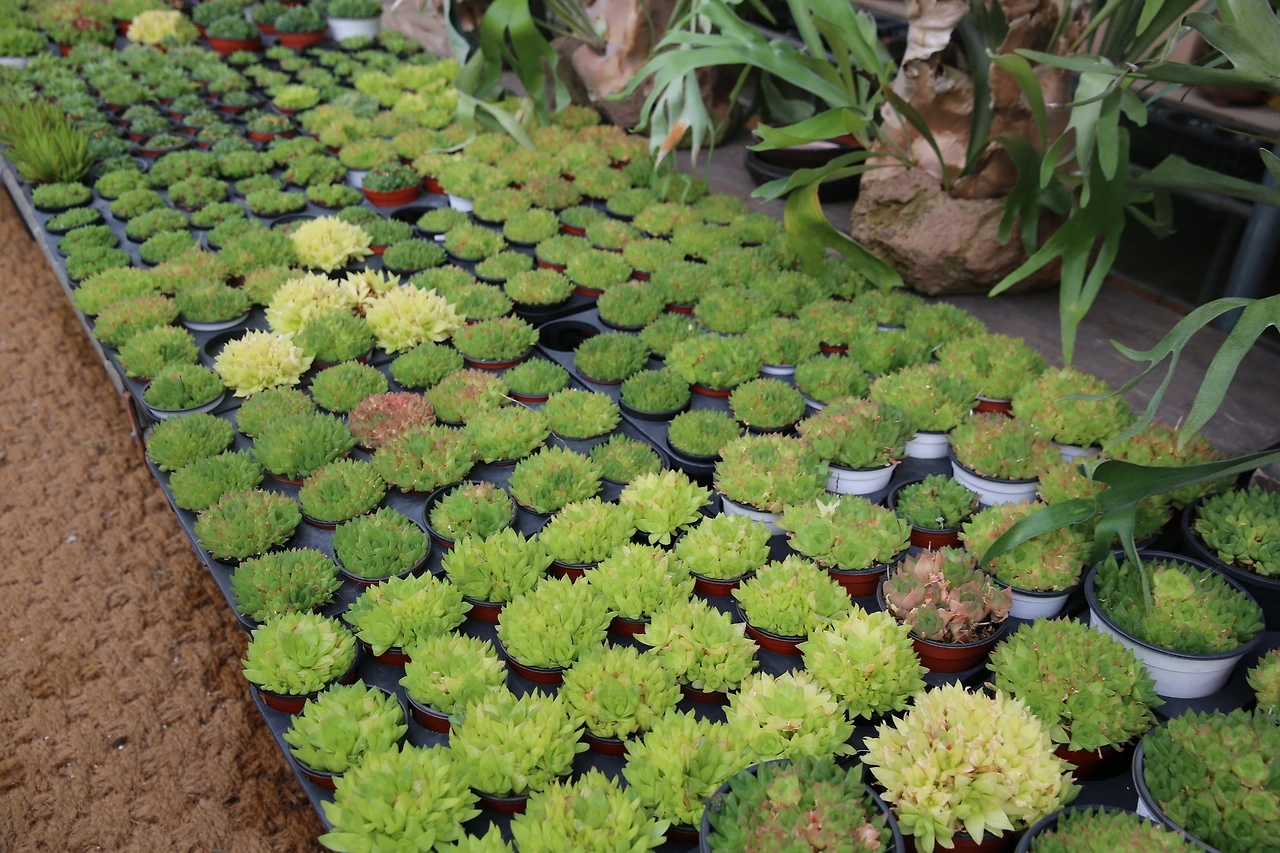 MG0A0662_новый размер.JPG