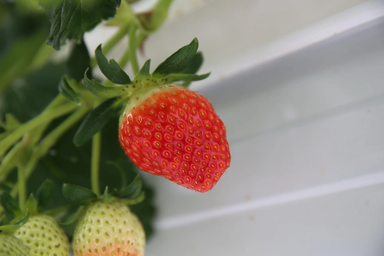 MG0A5299_новый размер.JPG