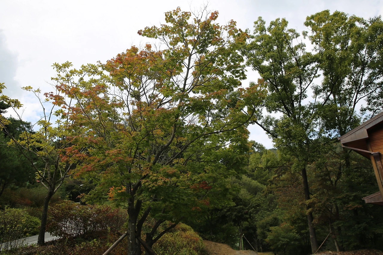 MG0A5579_новый размер.JPG